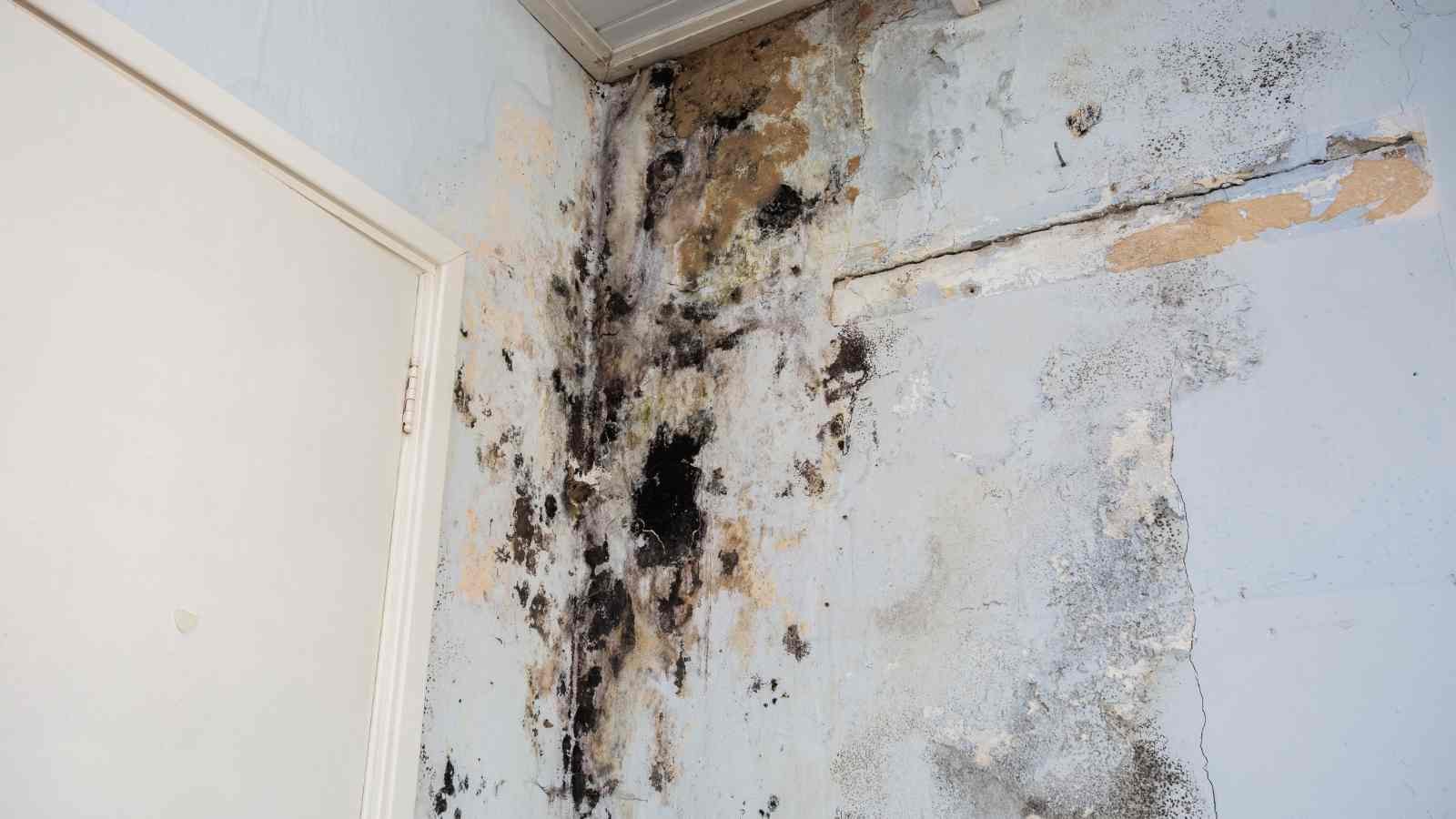 mold removal remediation and restoration_GenMac Restoration